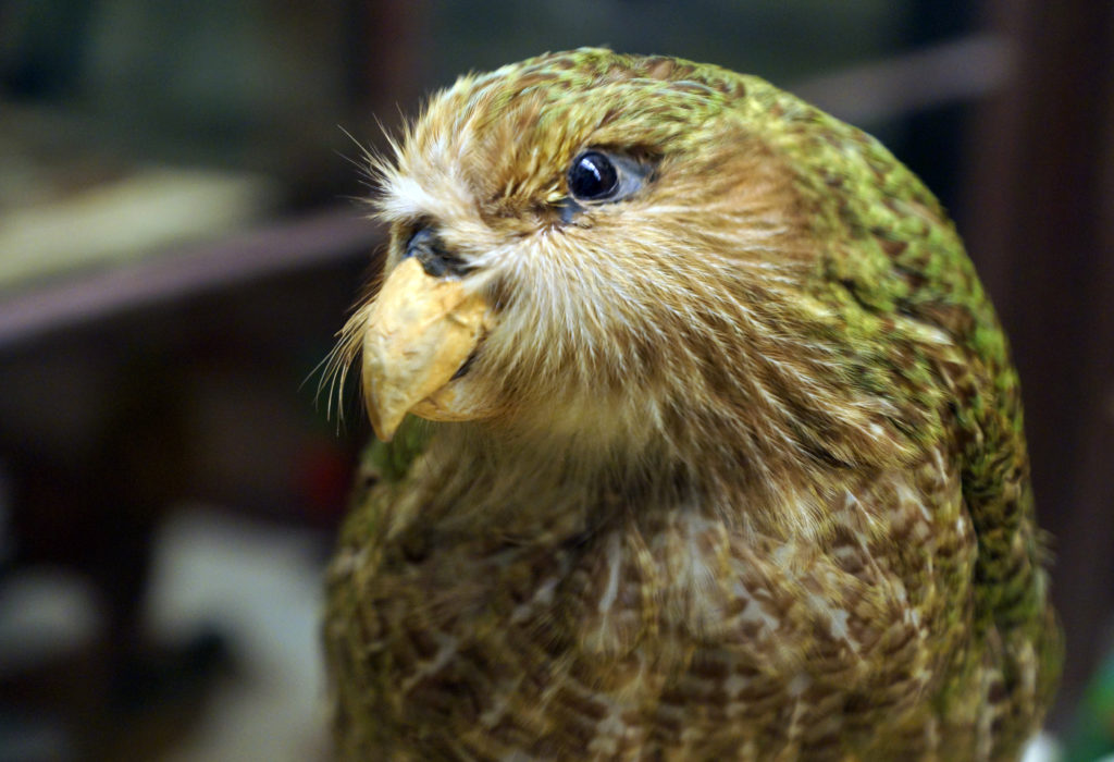 Science Saves Almost Extinct Kakapo Bird! Globalo
