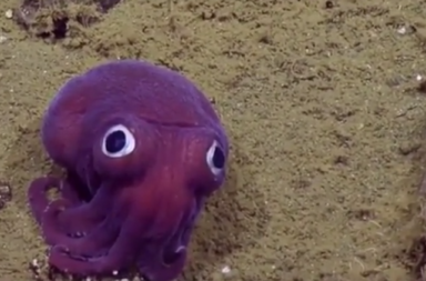 stubby squid